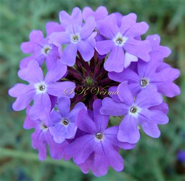  Inflorescence - Umbel-like spike